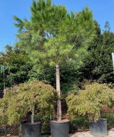 Pinus pinea hoogstam kopen