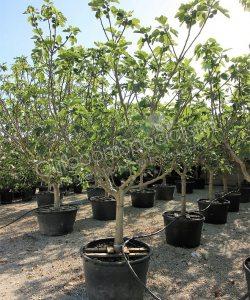 Vijgenboom 'Forma Toscana' - Ficus carica  - Halfstam kopen
