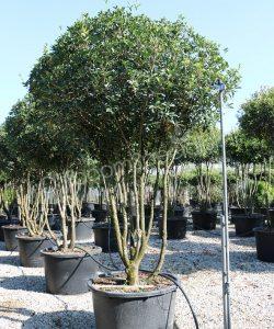 Ongebruikt Olijfboom Specialist | Winterharde olijfbomen koopt u bij de II-49