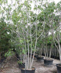 Vijgenboom 'Forma Toscana' - Ficus carica - Meerstammig kopen