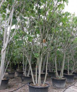 Vijgenboom 'Forma Toscana' - Ficus carica - Meerstammig kopen