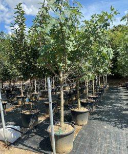 Vijgenboom 'Forma Toscana' - Ficus carica  - Halfstam kopen