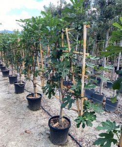 Vijgenboom 'Forma Toscana' - Ficus carica - Leiboom