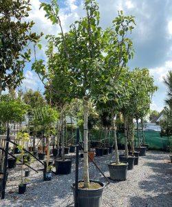 Vijgenboom - Ficus carica - Hoogstam kopen