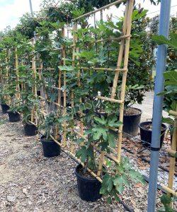 Vijgenboom 'Forma Toscana' - Ficus carica - Leiboom kopen