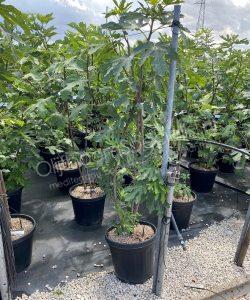 Vijgenboom 'Forma Toscana' - Ficus carica - Meerstammig kopen