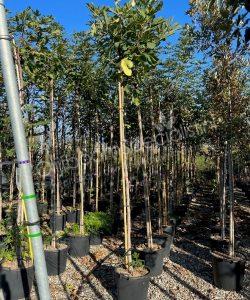 Vijgenboom - Ficus carica - Hoogstam 