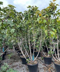 Vijgenboom 'Forma Toscana' - Ficus carica - Meerstammig kopen