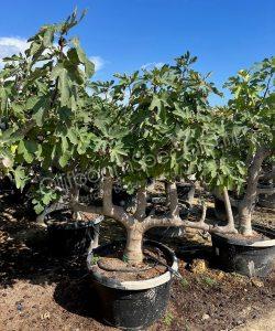 Vijgenboom - Ficus carica - Halfstam leiboom 