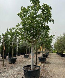 Vijgenboom - Ficus carica - Hoogstam kopen