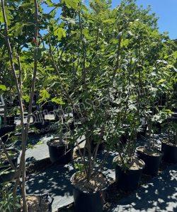 Vijgenboom 'Forma Toscana' - Ficus carica - Meerstammig kopen