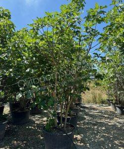 Vijgenboom 'Forma Toscana' - Ficus carica - Meerstammig kopen