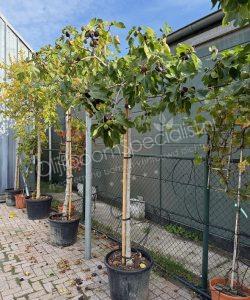 Vijgenboom - Ficus carica - Hoogstam kopen