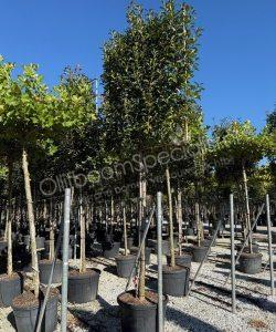 Photinia fraseri 'Red Robin' - Glansmispel