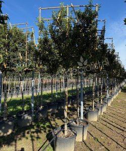 Prunus lusitanica 'Brenelia'