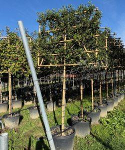 Prunus lusitanica 'Brenelia'