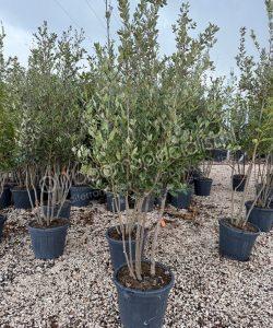 Steeneik meerstammig Quercus Ilex