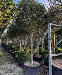 Camelia japonica hoogstam kopen