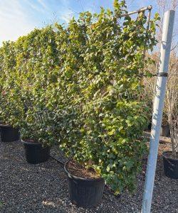 Camelia japonica leischerm kopen