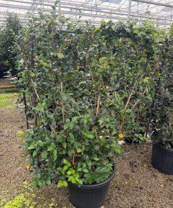 Camellia sasanqua leischerm kopen