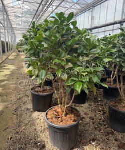 Camellia japonica meerstammig kopen