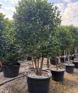 Camellia japonica meerstammig kopen