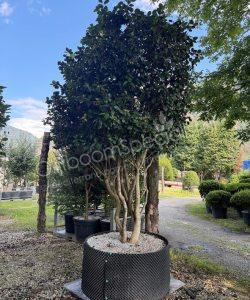 Camellia japonica meerstammig kopen