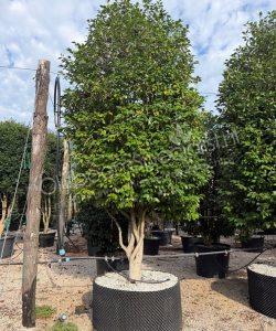 Camellia japonica meerstammig kopen