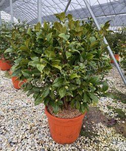 Camelia japonica struik kopen