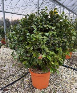 Camelia japonica struik kopen