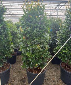 Camellia japonica struik kopen