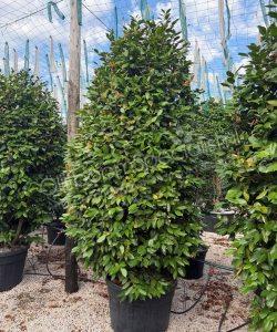 Camellia japonica struik kopen