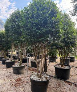 Camellia sasanqua meerstammig kopen