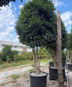 Camellia sasanqua meerstammig kopen