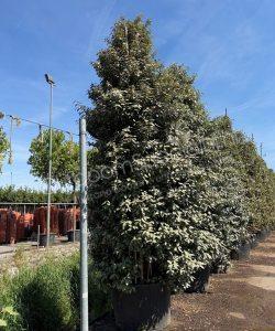 Elaeagnus ebbingei struikvorm olijfwilg