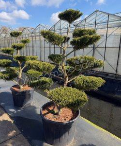 Juniperus media 'Mint Julep' bonsai kopen