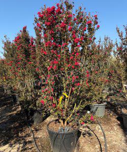 Indische Sering meerstammig Lagerstroemia indica