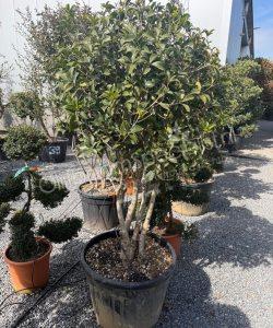 Osmanthus aquifolium meerstammig kopen schijnhulst