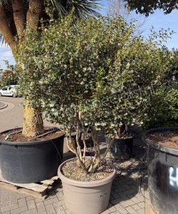 Osmanthus burkwoodii meerstammig kopen schijnhulst