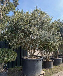 Osmanthus burkwoodii meerstammig kopen schijnhulst