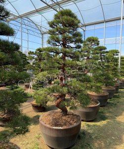 Pinus densiflora Japanse bonsai kopen