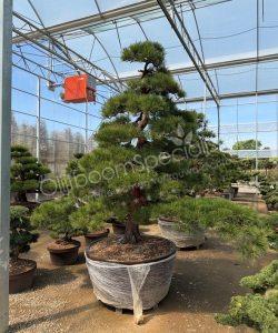 Pinus densiflora Japanse bonsai kopen