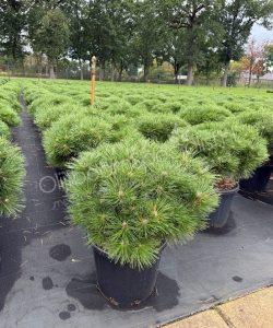 Pinus brepo bol kopen Bolvormige den