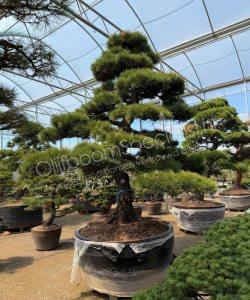 Pinus parviflora Japanse bonsai kopen