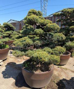 Pinus pentaphylla Japanse Bonsai kopen