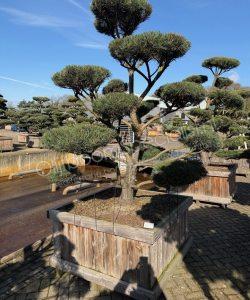 Pinus sylvestris 'Norsky' bonsai kopen