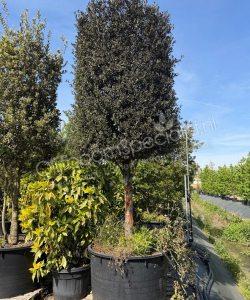 Quercus Ilex halfstam steeneik