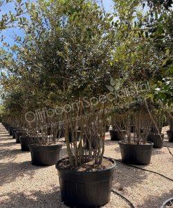 Steeneik meerstammig Quercus Ilex