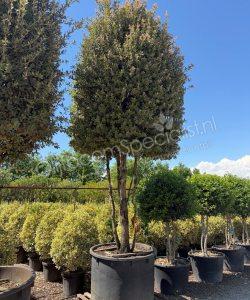 Steeneik meerstammig Quercus Ilex