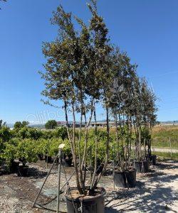 Quercus Ilex meerstammig Steeneik